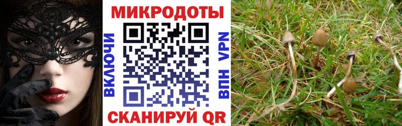 закладка  Вытегра  дарк нет клад  Псилоцибиновые грибы Psilocybe 
